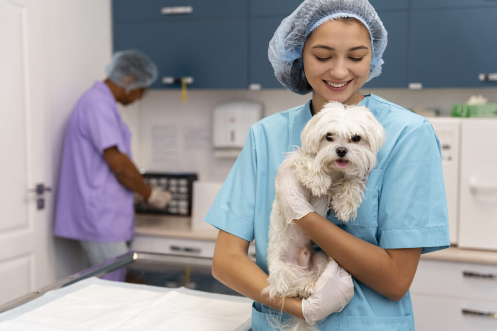 Medicina Veterinária: saiba sobre o mercado de trabalho atual